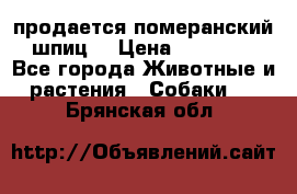 продается померанский шпиц  › Цена ­ 35 000 - Все города Животные и растения » Собаки   . Брянская обл.